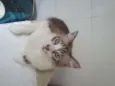 Molinho