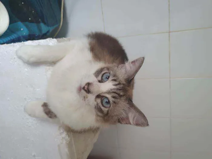Gato ra a SRD idade 6 ou mais anos nome Molinho