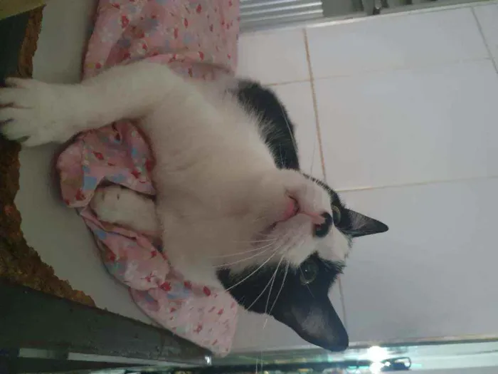 Gato ra a SRD idade 6 ou mais anos nome Botafogo