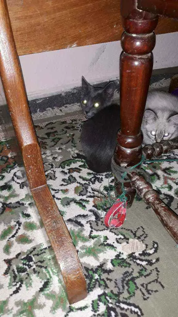 Gato ra a Gatinhas idade 2 a 6 meses nome Mili July 