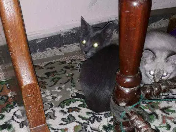 Gato ra a Gatinhas idade 2 a 6 meses nome Mili July 