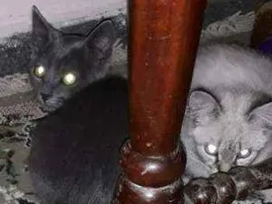 Gato raça Gatinhas idade 2 a 6 meses nome Mili July 