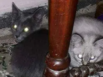 Gato ra a Gatinhas idade 2 a 6 meses nome Mili July 