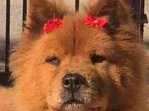 Cachorro raça Chow chow idade 5 anos nome Mel