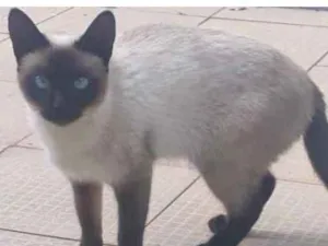 Gato raça  idade  nome Gatas 