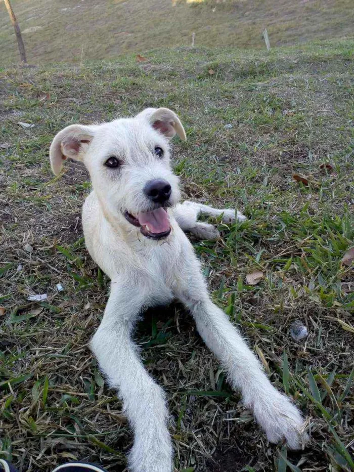 Cachorro ra a Vira lata idade 2 a 6 meses nome Pitoco