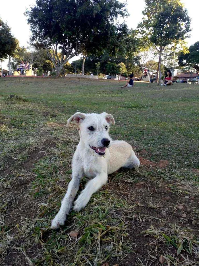 Cachorro ra a Vira lata idade 2 a 6 meses nome Pitoco