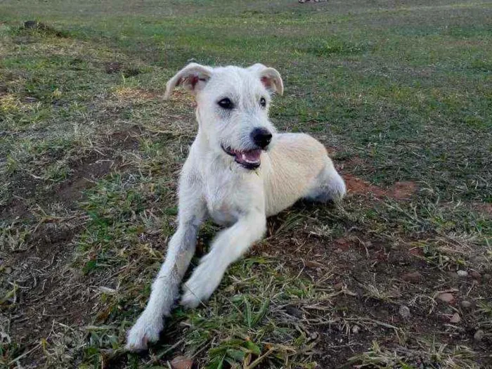 Cachorro ra a Vira lata idade 2 a 6 meses nome Pitoco