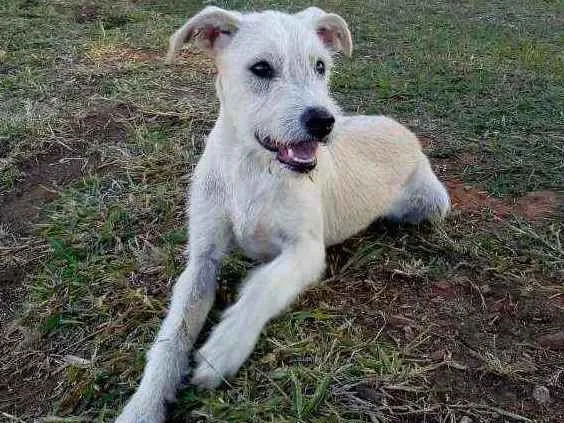 Cachorro ra a Vira lata idade 2 a 6 meses nome Pitoco