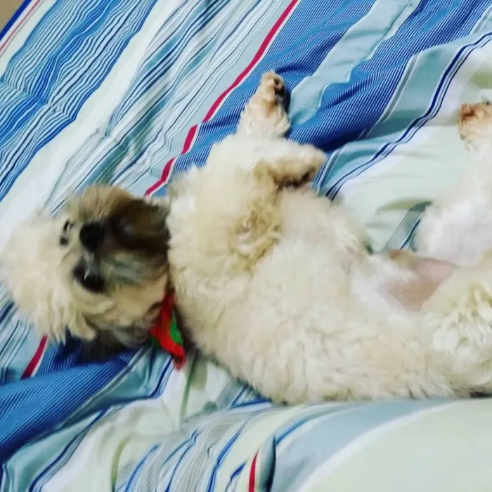 Cachorro ra a Lhasa Apso idade 4 anos nome gnar