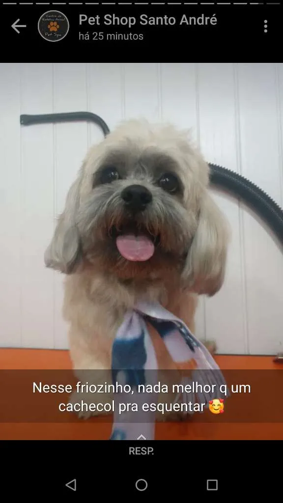 Cachorro ra a Lhasa Apso idade 4 anos nome gnar