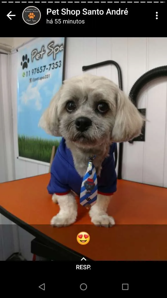 Cachorro ra a Lhasa Apso idade 4 anos nome gnar