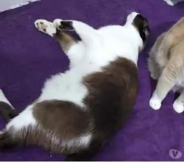 Gato ra a Siamês com vira-lata  idade 1 ano nome Yuri lindo demais !!
