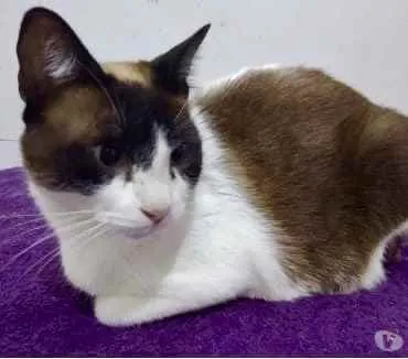 Gato ra a Siamês com vira-lata  idade 1 ano nome Yuri lindo demais !!