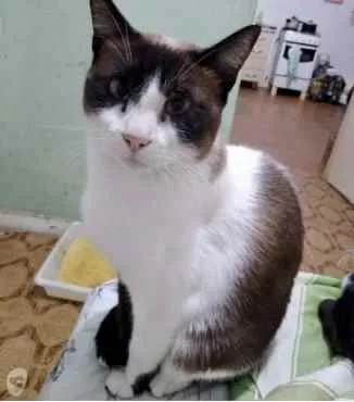 Gato ra a Siamês com vira-lata  idade 1 ano nome Yuri lindo demais !!