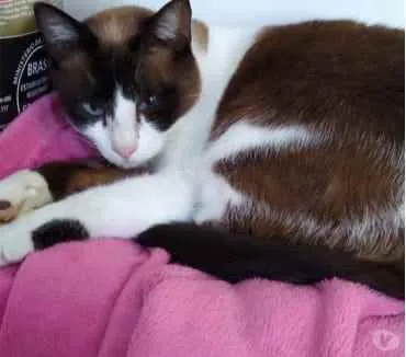 Gato ra a Siamês com vira-lata  idade 1 ano nome Yuri lindo demais !!