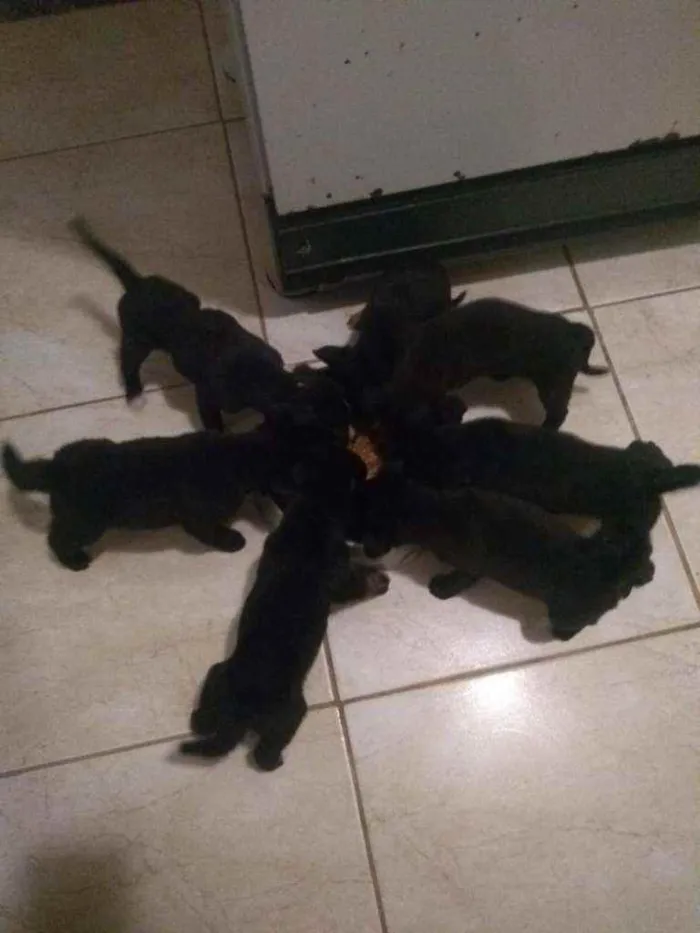 Cachorro ra a Vira lata idade 2 a 6 meses nome Filhotes de cachorro