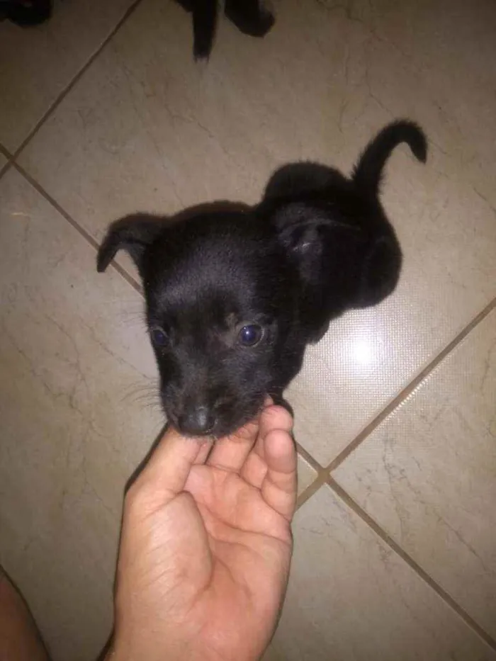 Cachorro ra a Vira lata idade 2 a 6 meses nome Filhotes de cachorro