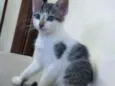 Jujuba