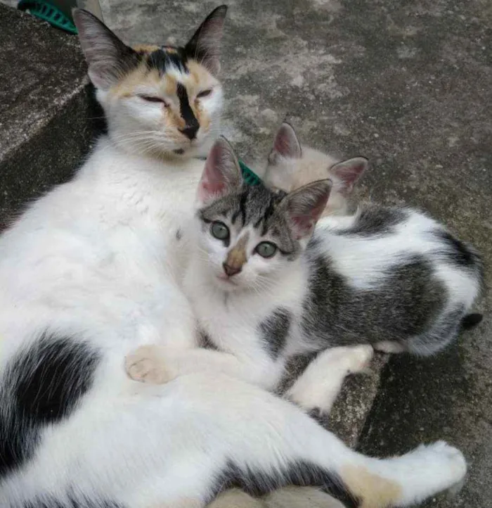 Gato ra a Sem raça definida idade Abaixo de 2 meses nome Jujuba