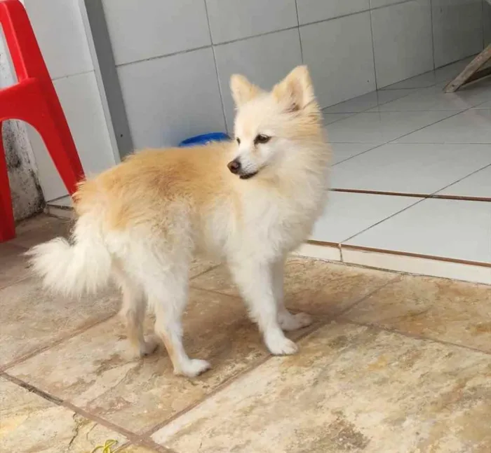 Cachorro raça Lulu da Pomerania idade 6 ou mais anos nome Luna