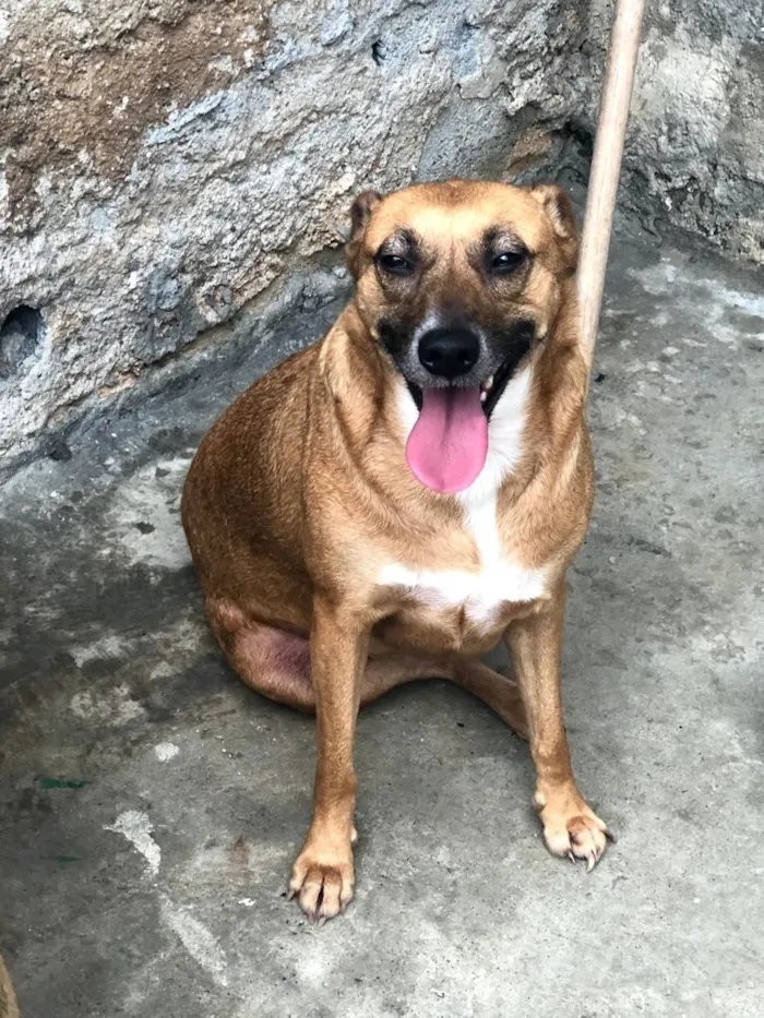 Cachorro ra a SRD idade 2 anos nome FLORINDA