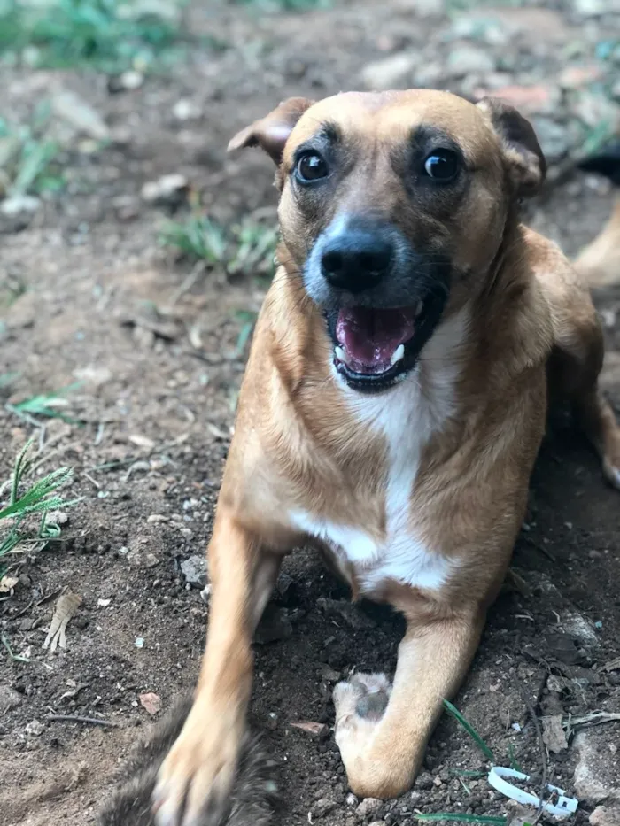 Cachorro ra a SRD idade 2 anos nome FLORINDA