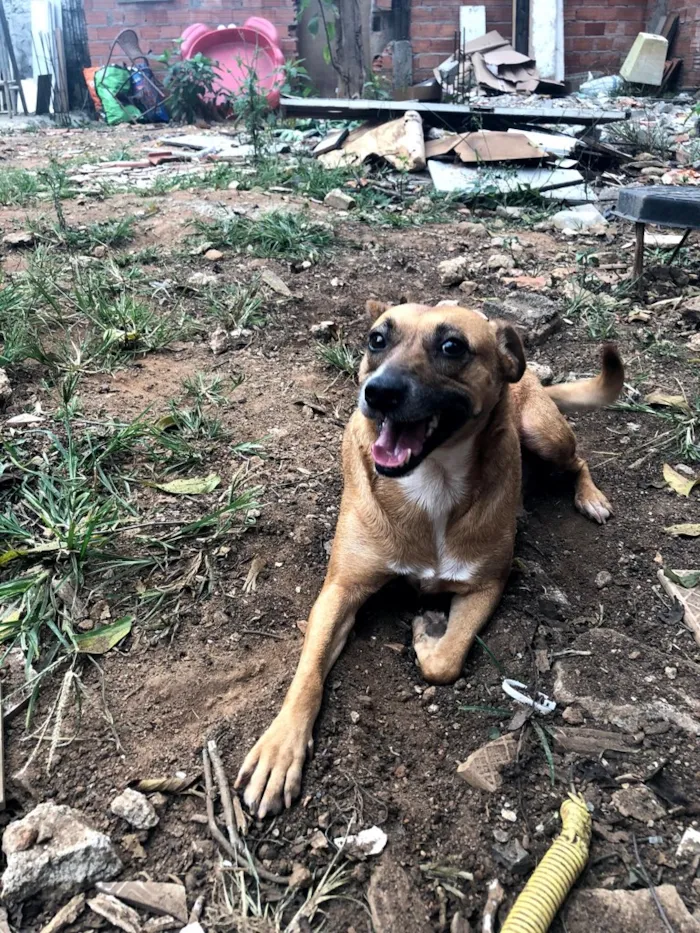 Cachorro ra a SRD idade 2 anos nome FLORINDA