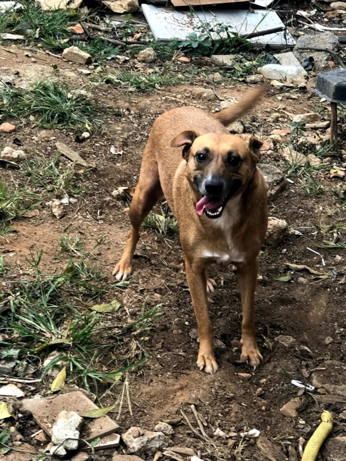 Cachorro ra a SRD idade 2 anos nome FLORINDA