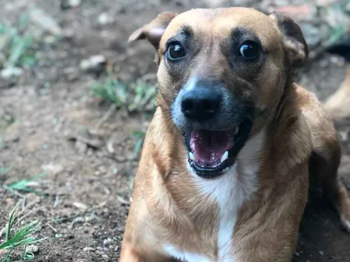 Cachorro ra a SRD idade 2 anos nome FLORINDA