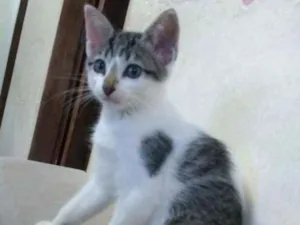 Gato raça Sem raça definida idade Abaixo de 2 meses nome Jujuba