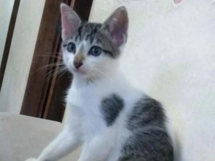 Gato ra a Sem raça definida idade Abaixo de 2 meses nome Jujuba