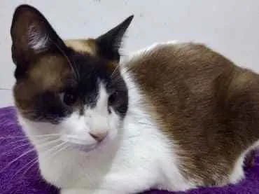 Gato ra a Siamês com vira-lata  idade 1 ano nome Yuri lindo demais !!