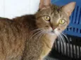 Ruivo lindo gatinho