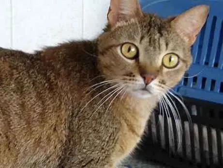 Gato ra a Srd idade 2 anos nome Ruivo lindo gatinho