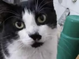 Gato ra a Frajola srd  idade 3 anos nome Diego lindo demais