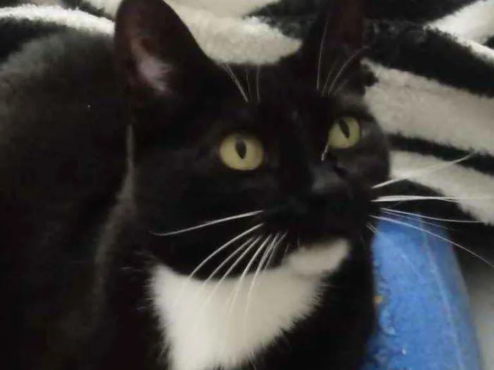 Gato ra a Srd idade 2 anos nome GIGI belíssima