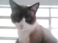Bolacha um lindo !