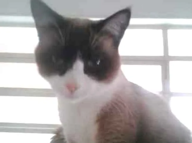 Gato ra a Siamês com vira-lata  idade 1 ano nome Bolacha um lindo !