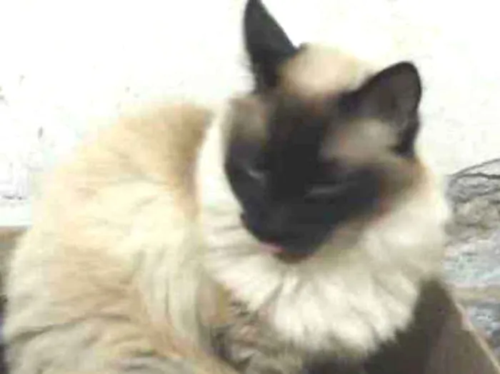 Gato ra a Siamesa  idade 2 anos nome Amanda linda gatinha