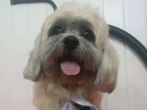 Cachorro raça Lhasa Apso idade 4 anos nome gnar