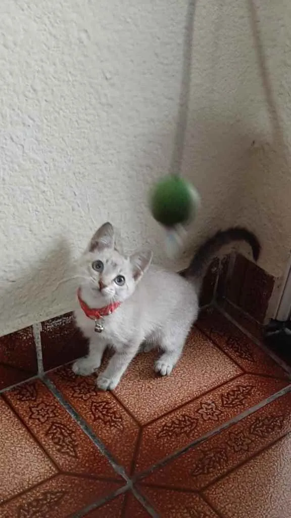 Gato ra a Siamês idade 2 a 6 meses nome Não sei o nome