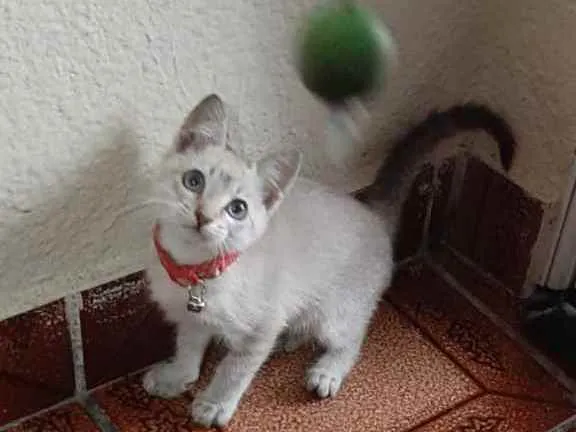 Gato ra a Siamês idade 2 a 6 meses nome Não sei o nome