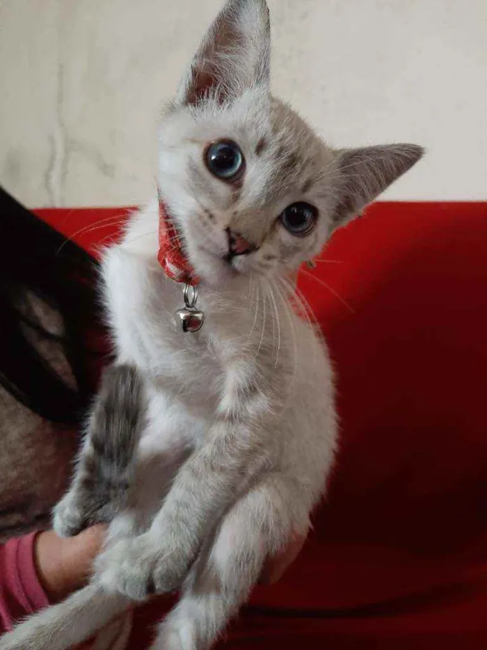 Gato ra a Siamês idade 2 a 6 meses nome Não sei o nome