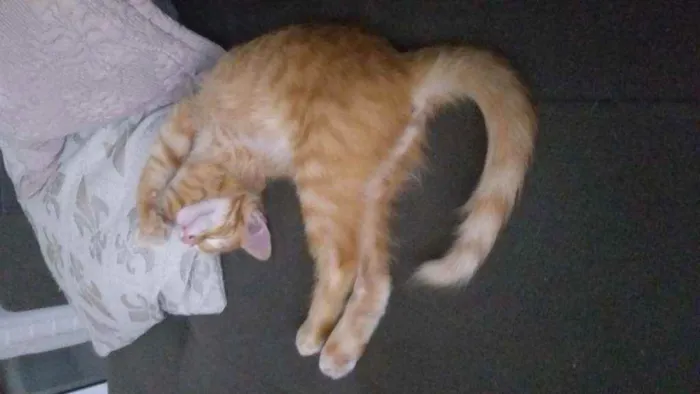 Gato raça Sem raça definida idade 2 a 6 meses nome Theodoro
