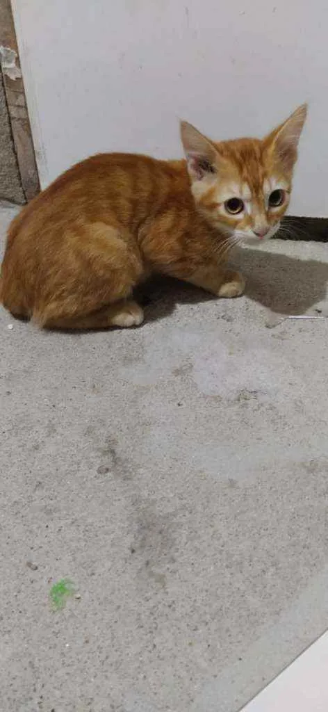 Gato raça Sem raça definida idade 2 a 6 meses nome Theodoro