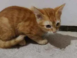 Gato raça Sem raça definida idade 2 a 6 meses nome Theodoro