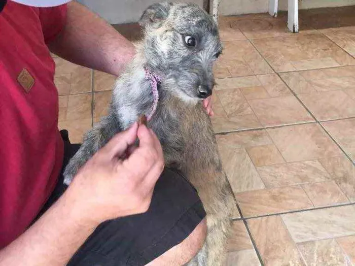 Cachorro ra a SRD idade 2 a 6 meses nome Magaly