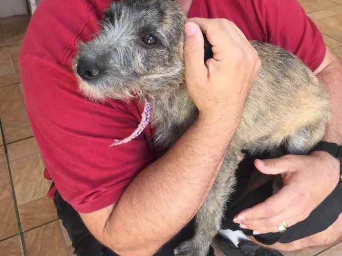 Cachorro ra a SRD idade 2 a 6 meses nome Magaly