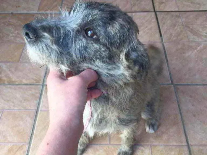 Cachorro ra a SRD idade 2 a 6 meses nome Magaly